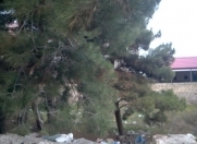 Satılır 12 sot torpaq Şamaxı