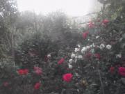 Satılır 2 sot torpaq Biləcəri