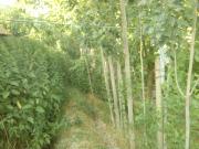 Satılır 6 otaqlı 600 m2 bağ evi Şamaxı