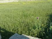 Satılır 12 sot torpaq Savalan