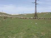 Satılır 3 otaqlı 500 m2 obyekt Qobu