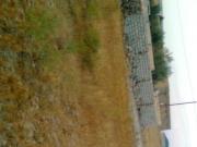 Satılır 1200 sot torpaq Türkan