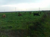 Satılır 4 otaqlı 100 m2 bağ evi Sabirabad