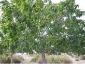 Satılır 22 sot torpaq İsmayıllı