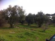 Satılır 34 sot torpaq Hökməli