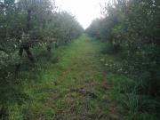 Satılır 126 sot torpaq Quba