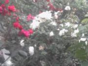 Satılır 2 sot torpaq Biləcəri