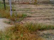 Satılır 4 sot torpaq Binə