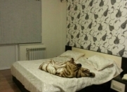 İcarəyə verilir 1 otaqlı 0 m2 yeni tikili İnşaatçılar m.