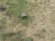 Satılır 3 sot torpaq Bülbülə