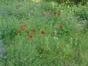 Satılır 1000 sot torpaq Quba