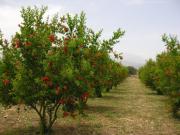 Satılır 600 sot torpaq Quba