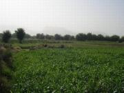 Satılır 600 sot torpaq Xaçmaz