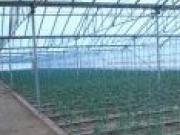 Satılır 160 sot torpaq Koroğlu m.