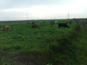 Satılır 60 sot torpaq Şirvan