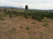 Satılır 30 sot torpaq Şamaxı