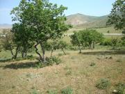 Satılır 6 sot torpaq Xızı