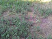 Satılır 3 sot torpaq Mehdiabad