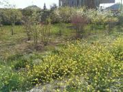 Satılır 500 sot torpaq Səngəçal