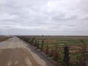 Satılır 1 sot torpaq Binə