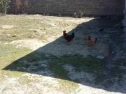 Satılır 1 sot torpaq Binəqədi