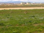 Satılır 5 sot torpaq Saray