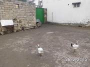 Satılır 300 sot torpaq 8 km