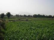 Satılır 2000 sot torpaq Kürdəxanı