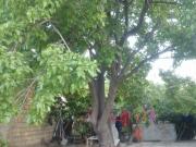 Satılır 5 otaqlı 12 m2 bağ evi Sumqayıt