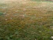 Satılır 400 sot torpaq Saray