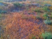 Satılır 5 sot torpaq Türkan