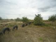 Satılır 1200 sot torpaq Kürdəxanı