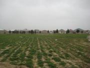 Satılır 7 sot torpaq Ramana