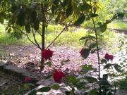 Satılır 2 otaqlı 60 m2 bağ evi Binəqədi r.