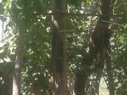 Satılır 10 sot torpaq Pirşağı