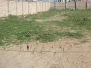 Satılır 10 sot torpaq Türkan