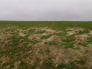 Satılır 100 sot torpaq Novxanı