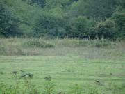 Satılır 69 sot torpaq Quba