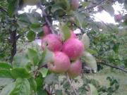 Satılır 2 otaqlı 60 m2 bağ evi Oğuz