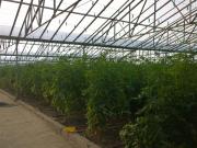 Satılır 4 otaqlı 16000 m2 obyekt Xəzər r.