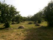 Satılır 70 sot torpaq Zaqatala