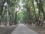 İcarəyə verilir 4 otaqlı 120 m2 bağ evi İsmayıllı