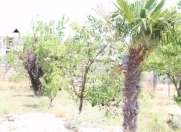 Satılır 6 sot torpaq Şağan