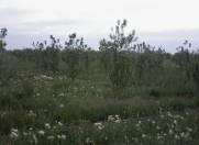 Satılır 220 sot torpaq Qusar