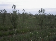 Satılır 220 sot torpaq Qusar