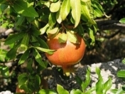 Satılır 3 otaqlı 45 m2 bağ evi Maştağa