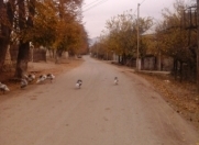 Satılır 2 otaqlı 110 m2 bağ evi Göygöl