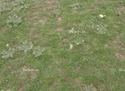 Satılır 0 sot torpaq Y.Ramana