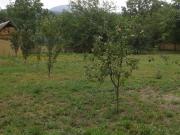 Satılır 20 sot torpaq Quba