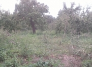 Satılır 10 sot torpaq Quba